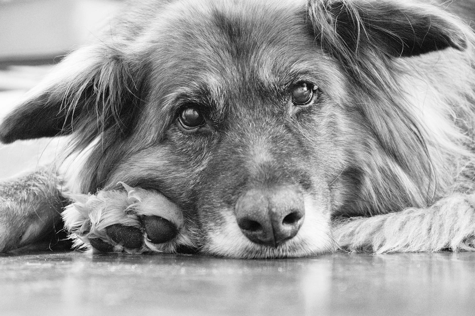 Senior dog end-of-life support