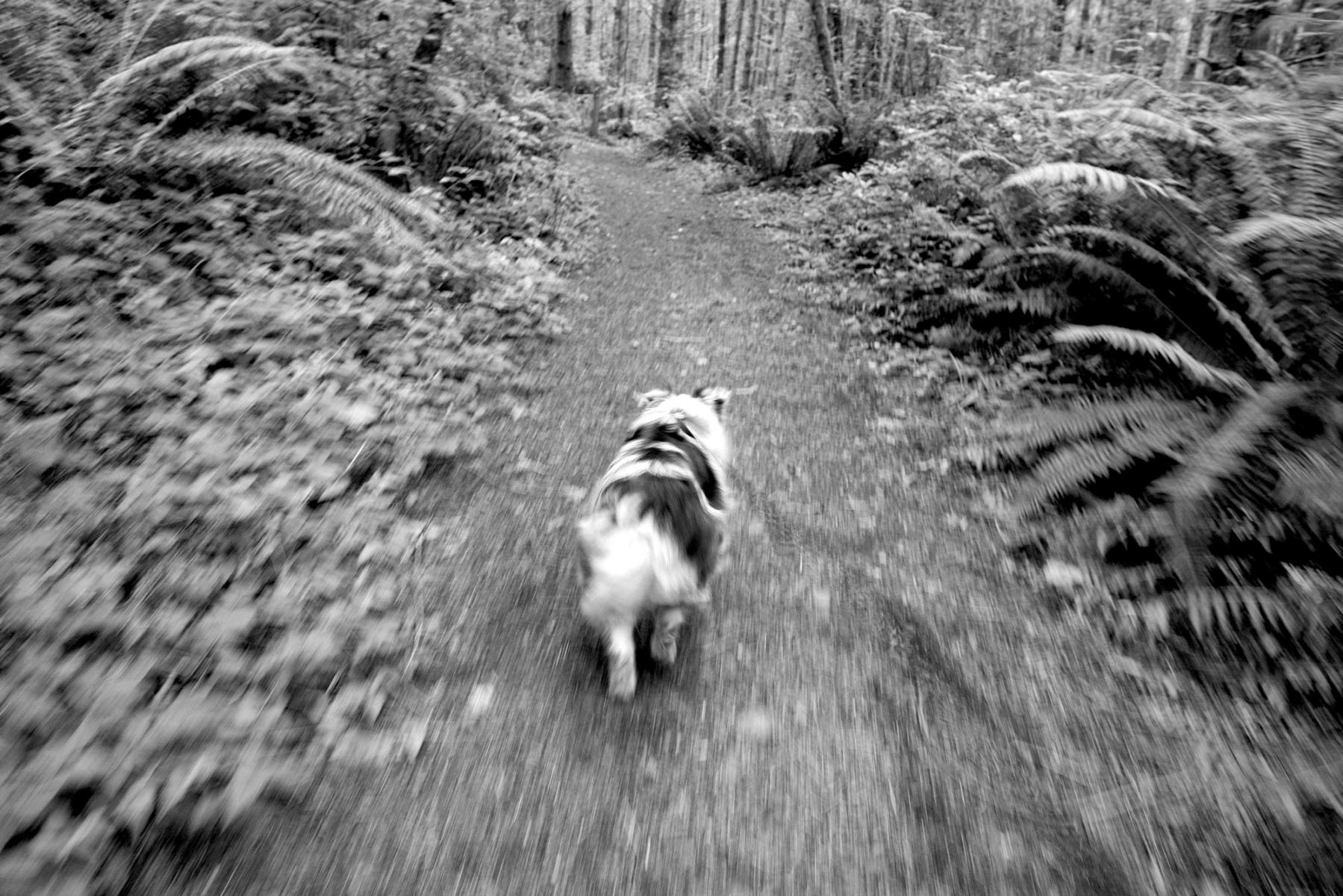  : Drop-in Visits & Dog Walking : POSITIVE TOUCH DOG CARE | Bainbridge Island, WA