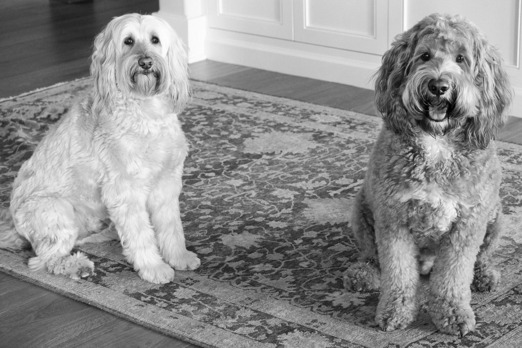  : Training and Behavior : POSITIVE TOUCH DOG CARE | Bainbridge Island, WA