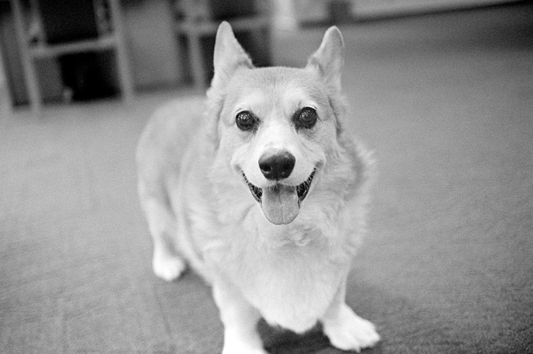  : Energy Medicine and Bodywork : POSITIVE TOUCH DOG CARE | Bainbridge Island, WA